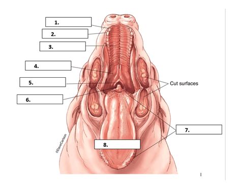 Pig Dissection- Mouth Quiz