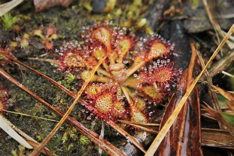 Carnivorous Plants - Big Thicket National Preserve (U.S. National Park Service)