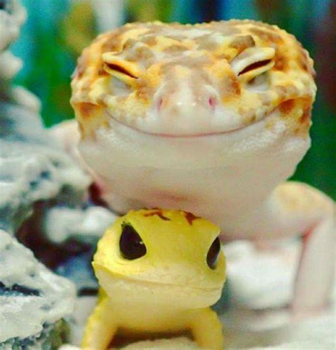 Pin by Dana Nygaard on Amusements | Cute lizard, Cute reptiles, Gecko