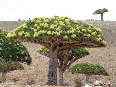 Dracaena cinnabari in Flowering in 2020 | Flowering trees, Socotra ...