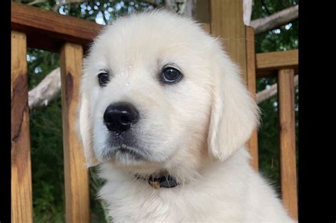 Darren Brown - Golden Retriever Puppies For Sale - Born on 05/17/2021