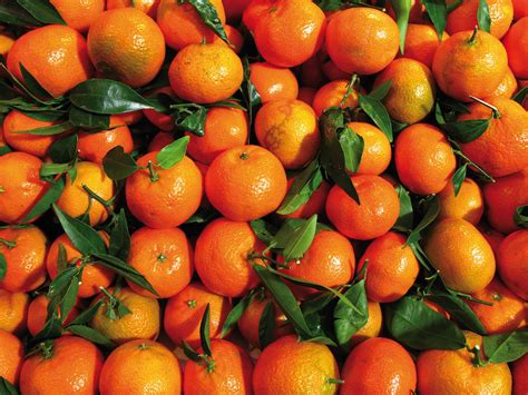 Touring the Oranges of Valencia - KLM Blog