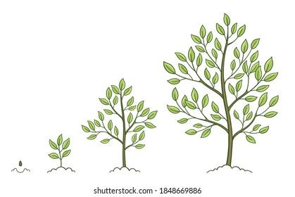 Tree Growth Stages Set Plant Development Stock Vector (Royalty Free) 1848669886 | Shutterstock