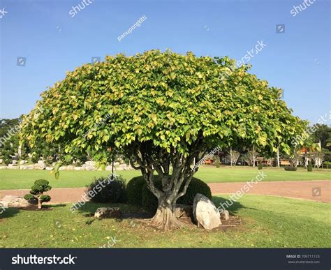 Bodhi Tree Half Circle Shape Bodhi Stock Photo 709711123 | Shutterstock