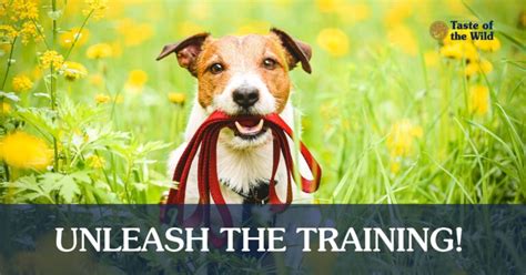 How to Train Your Puppy to Walk on a Leash