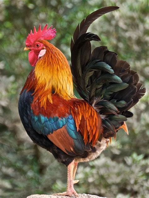 Regal Rooster Photos to Ring in the Lunar New Year! | Beautiful ...