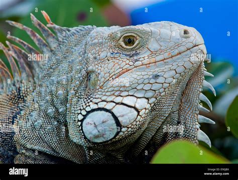 Eye of Iguana Stock Photo - Alamy