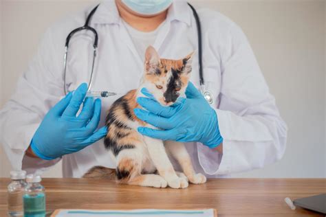 The vet is examining the cat and vaccinating it. 4714341 Stock Photo at ...