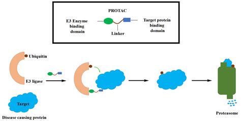 PROTAC: mechanism of action-Jiangsu ProteLight Pharmaceutical & Biotechnology Co.,Ltd.