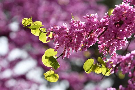 15+ Different Types of Redbud Trees (All Varieties) - PlantSnap