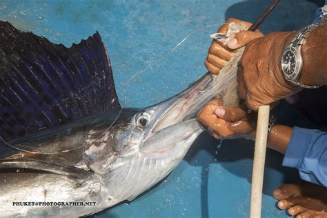 Sailfish (Marlin) at our fishing boat between Racha Noi an… | Flickr