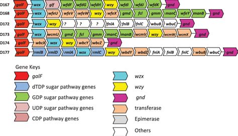 O antigen gene clusters of all E. coli O antigens from GenBank. The... | Download Scientific Diagram