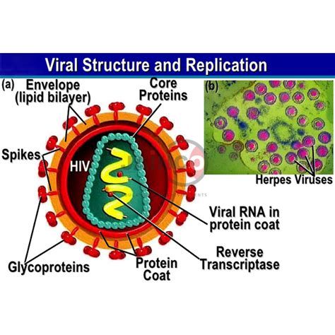 Herpesvirus Structure