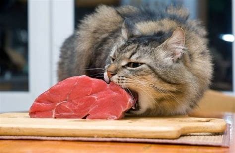 Obligate Carnivore: Why You Cat Needs Meat | Dr. Marty