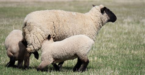 Overeating Disease in Sheep & Lambs (Enterotoxemia) - RaisingSheep.net