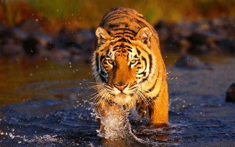 Tiger Walking Through Water Big Wild Cat Predator Hd Wallpaper 3840x2400 : Wallpapers13.com