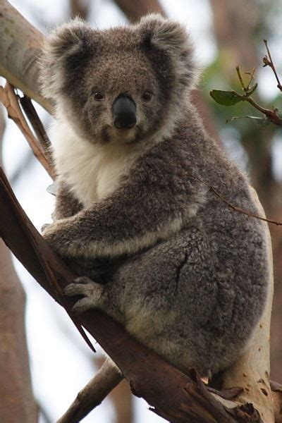 Herbivores wild animal best blog: Pictures of wild animals in australia