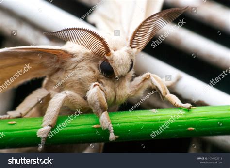 Moth Butterfly Bombyx Mori Bombycidae Family Stock Photo 1094023913 | Shutterstock