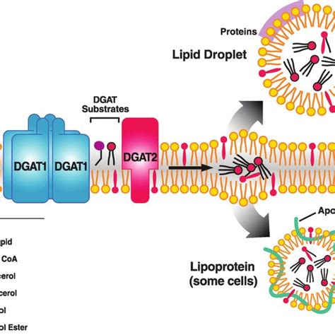 Triacylglycerol synthesis and acyl-CoA:diacylglycerol acyltransferase... | Download Scientific ...