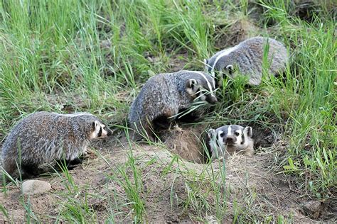 What Birds, Coyotes, and Badgers Know About Teamwork - JSTOR Daily