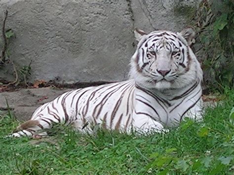 Female White Tiger