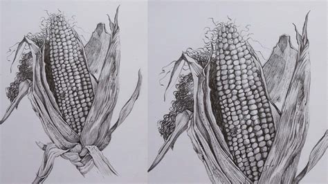 How To Draw A Corn Field