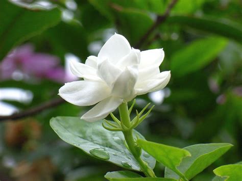 Jasmine Flower Wallpapers - Wallpaper Cave