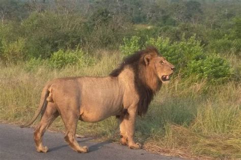 10 Best Wildlife Tours in Africa 2024/2025 - TourRadar