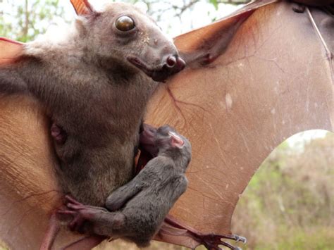 Hammerhead Bat from Africa – Critter Science