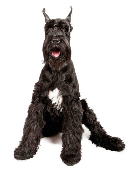 Giant Schnauzers for Sale - Adopt Giant Schnauzer Puppies | VIP Puppies