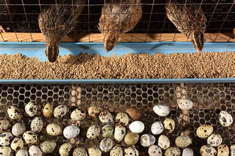Aprender sobre 59+ imagem quail egg farming - br.thptnganamst.edu.vn