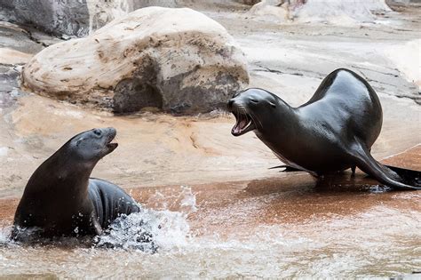 California Sea Lion Habitat