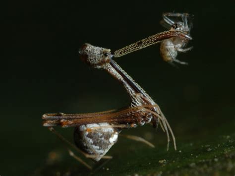 Absurd Creature of the Week: The World's Goofiest-Looking Spider Is ...