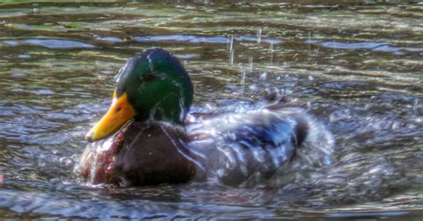 duck splashing wet | duck splashing wet | Isabella Cabre | Flickr