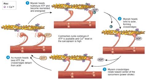 bring out the role of calcium ions and ATP in muscle contraction