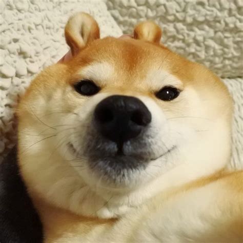 Oh You Thought I Was A Bunny? Bamboozled! | Shiba inu, Cute animals, Shiba