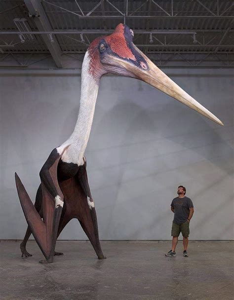 Size comparison between a human and a pterosaur. : r/megalophobia