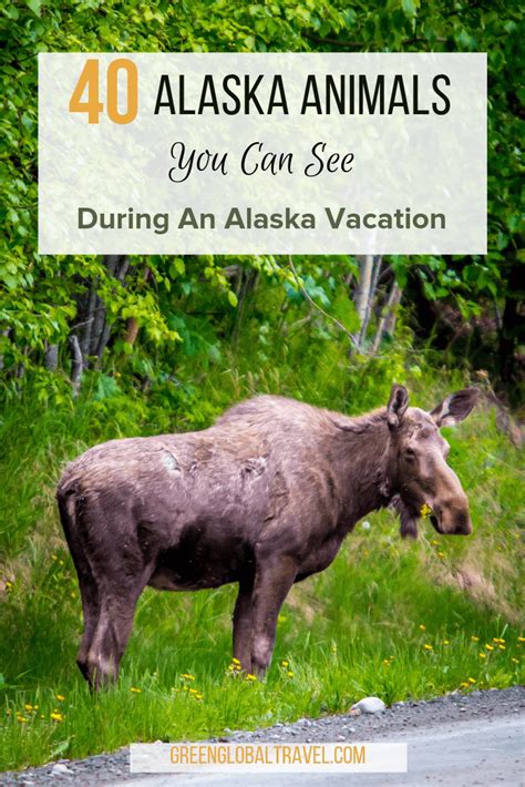 Alaskan Animals: 40 Species You Can See During Your Alaska Vacation.