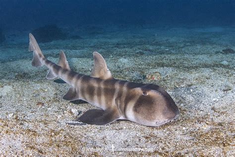 Japanese Bullhead Shark - Heterodontus japonicus