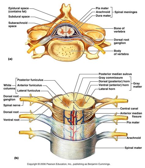 Spinal Nerves Anatomy, Nerve Anatomy, Brain Anatomy, Human Body Anatomy, Muscle Anatomy, Medical ...