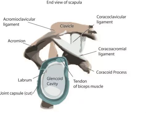 The anatomy of the shoulder