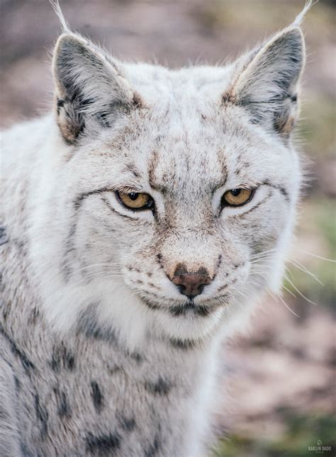 The white lynx looking a tad annoyed. / 500px | Lynx cat, Black jaguar ...