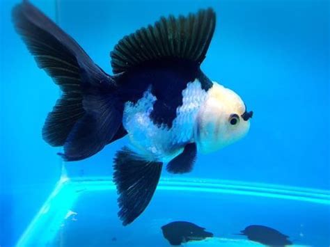 Panda Oranda Goldfish | Oranda goldfish, Goldfish, Goldfish aquarium