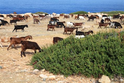 Free Images : group, field, animal, flock, wildlife, goat, rural, herd, farming, pasture ...