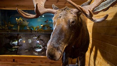 Beavers Bend Wildlife Museum - Choctaw Country