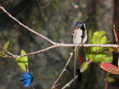 Unusual and extreme - 11 animals with truly unusual courtship rituals ...