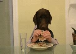 Dog Eating GIF - Find & Share on GIPHY