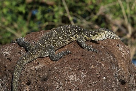 Nile Monitor - Hoo Zoo and Dinosaur World