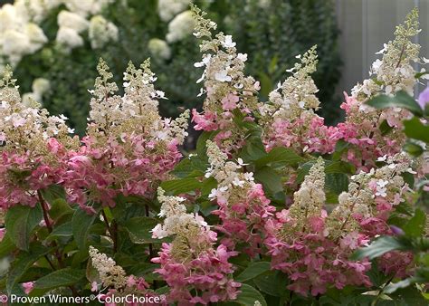 Fun in the Sun: Best Hydrangeas to Grow in Full Sun | Espoma