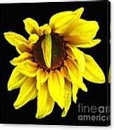 DrOOPS Sunflower with Oil Painting Effect Photograph by Rose Santuci-Sofranko - Fine Art America